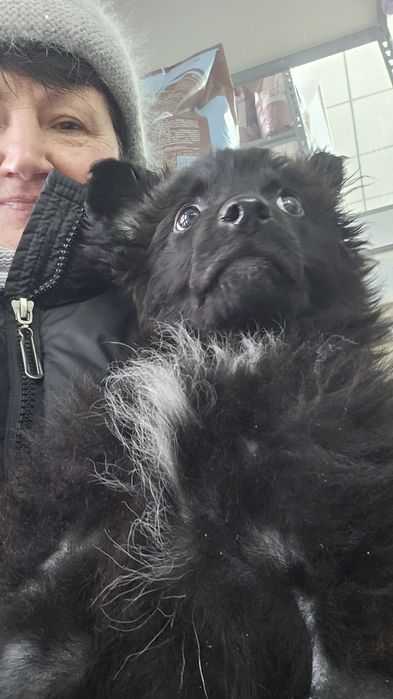 Ищем дом для щенка