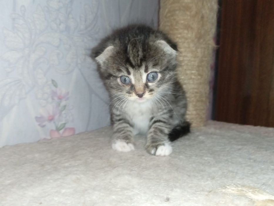 Веслоухие котята