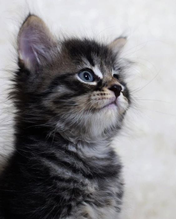 Котята Мейн-Кун,Бенгал,шотландские