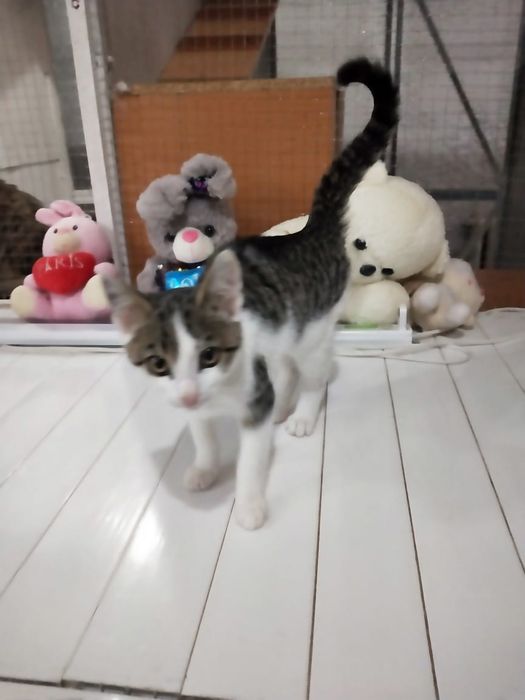 Котенок Лëлик в добрые руки