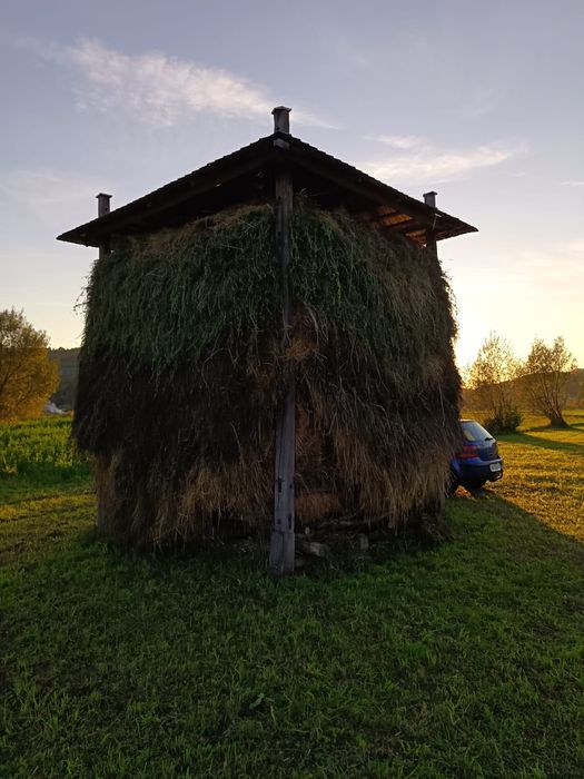 Fin și otavă de gradina