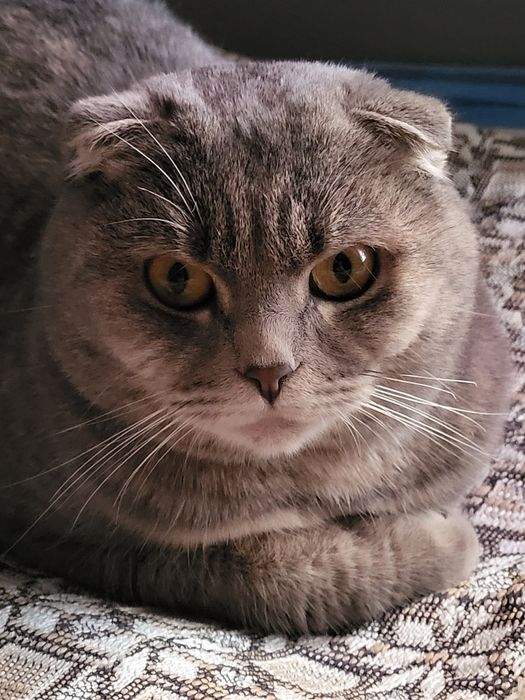 Кошка породы скотиш фолд