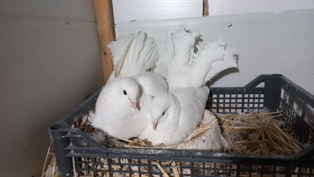 Продаются голуби