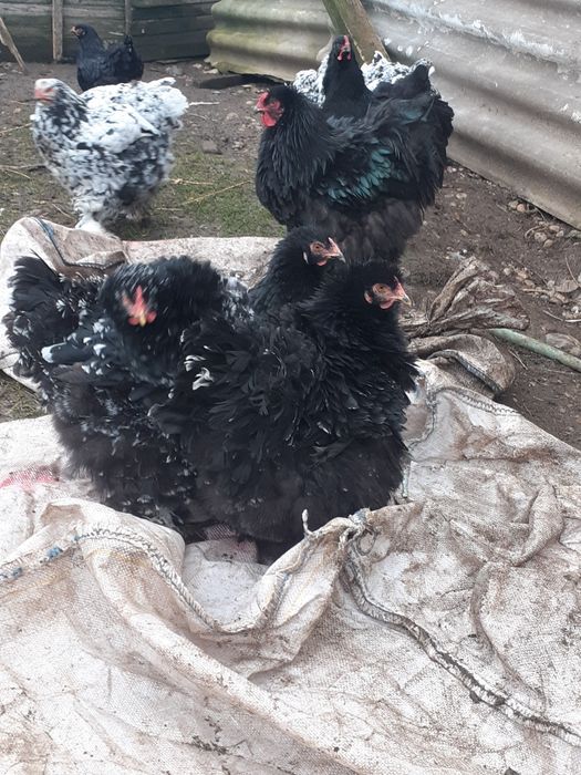 Cochinchina urias frezat