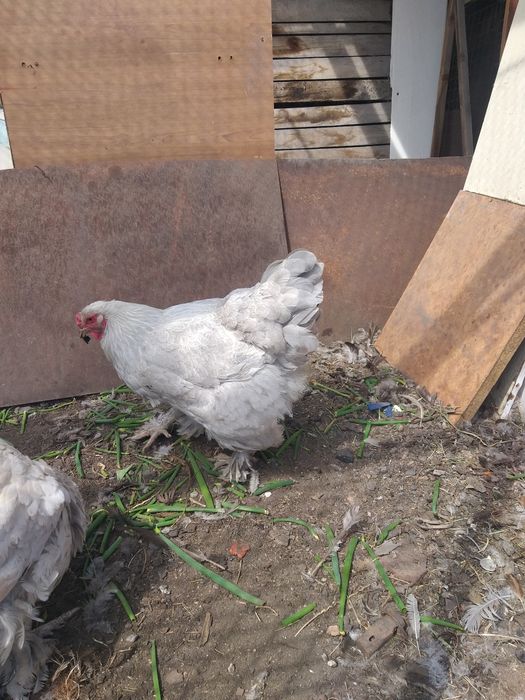 Продам курей браммы