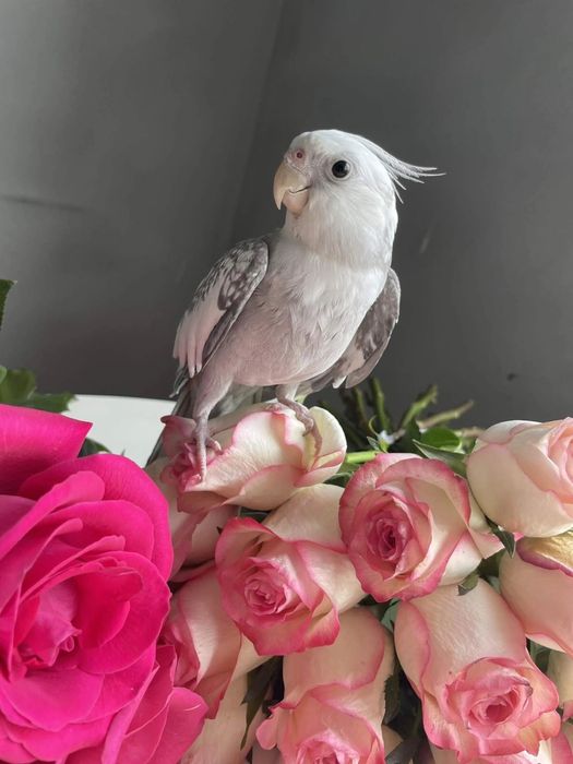 Попугай ручной корелла самец