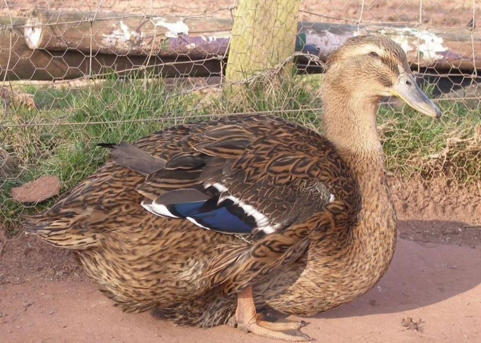 Пародали урдак тухумларига заказ оламиз