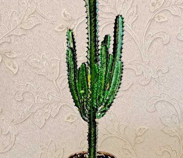 Молочай деревце кактус с листьями