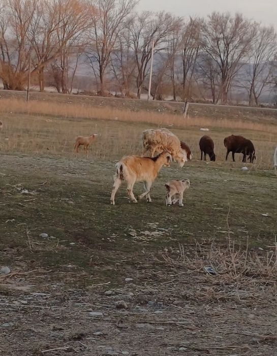 Занен ешкі          .