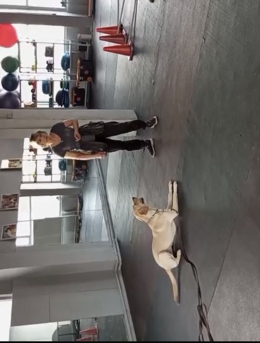 Лабрадор в добрые руки