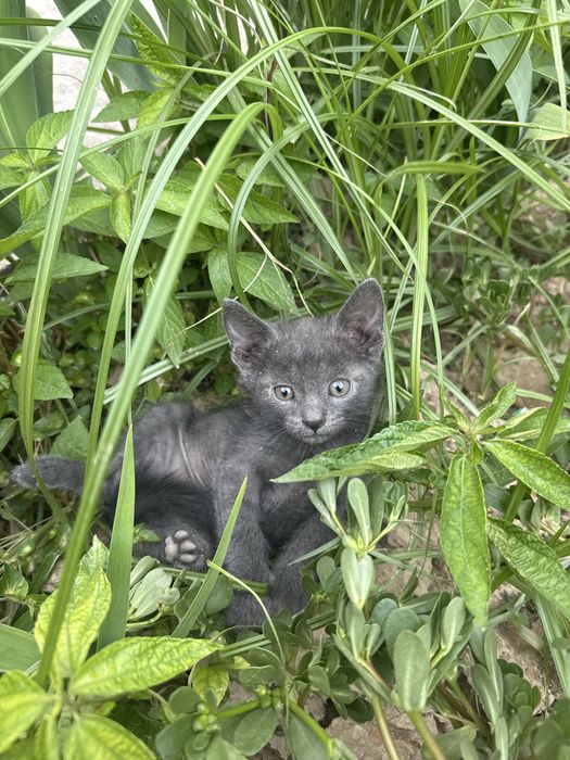 Мушукча котенок