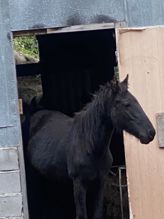 Продам лошадей с откорма Обмен