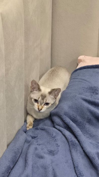 Чаузи котенок девочка F4