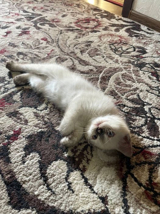British  shorthair
