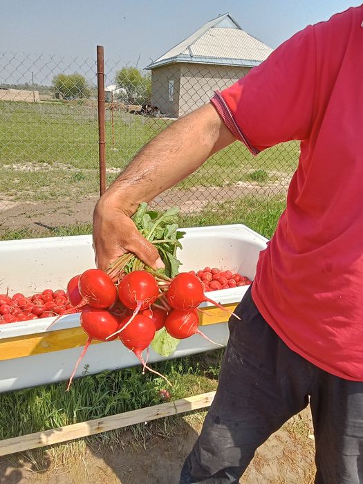 Редиска ұрық дунганский.