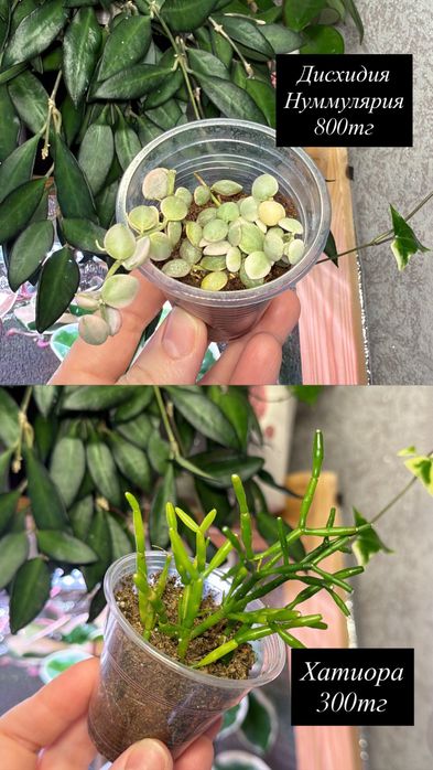 Суккуленты. Комнатные растения