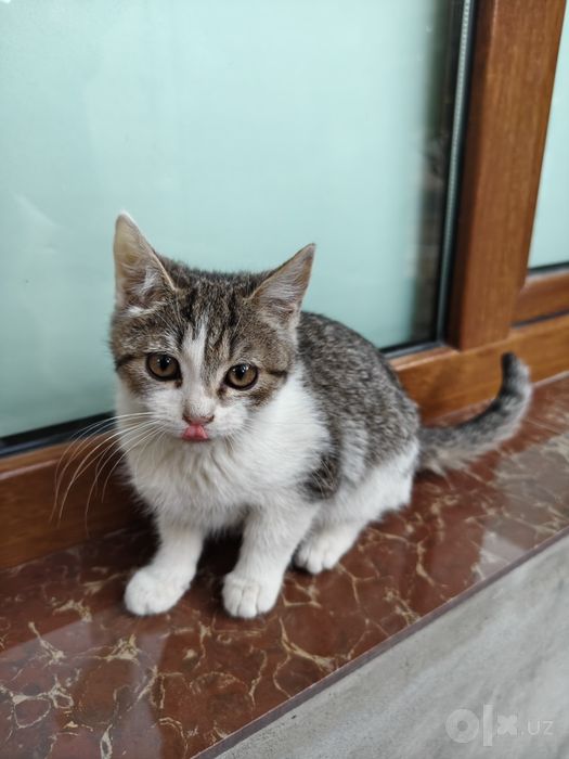 3 котёнка девочки 3мес