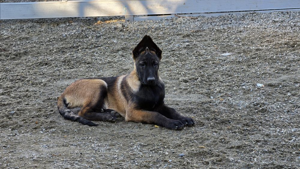 Ciobănesc belgian malinois mascul