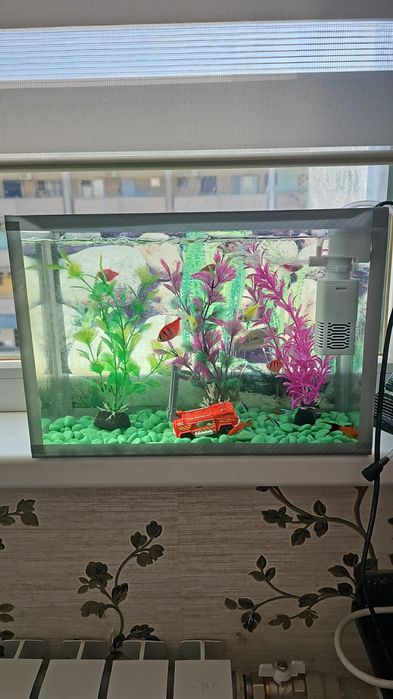 Рыбка аквариюм хароши состаяана