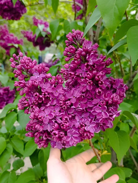 Веточки Ароматной Сирени на букет любимым