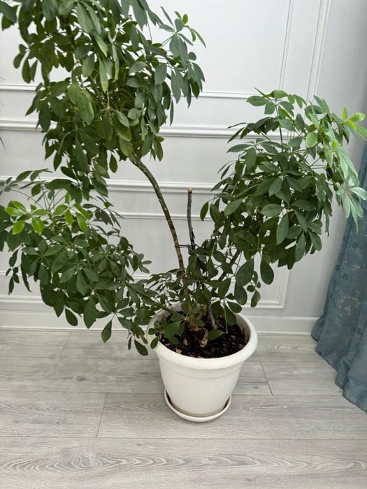 комнатные растения 4шт