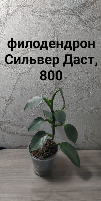 В продаже комнатные цветы