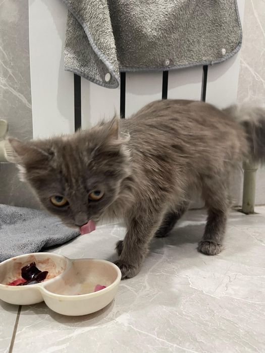 Котёнок в добрые руки!