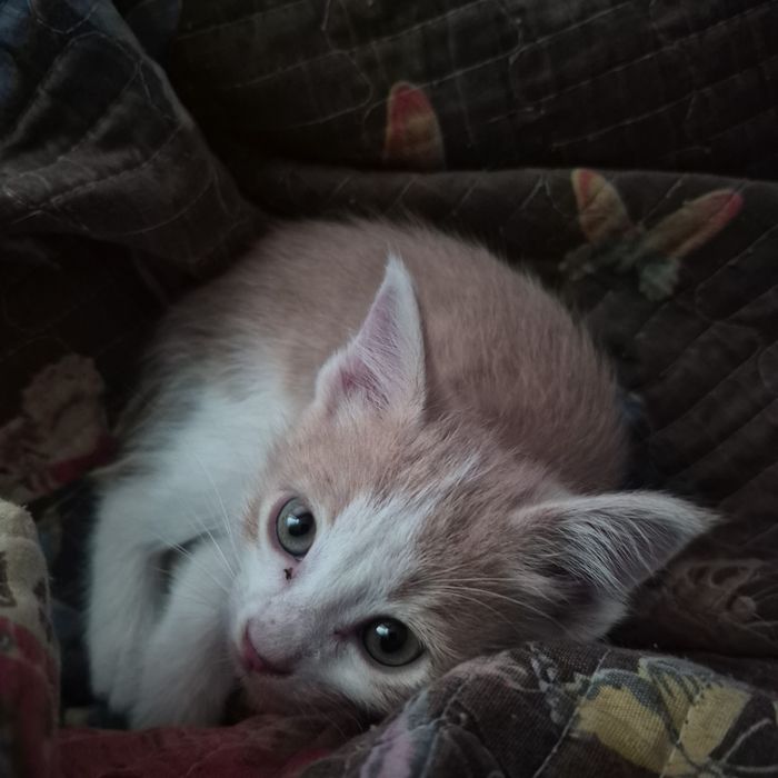 Отдаём котят в хорошие руки