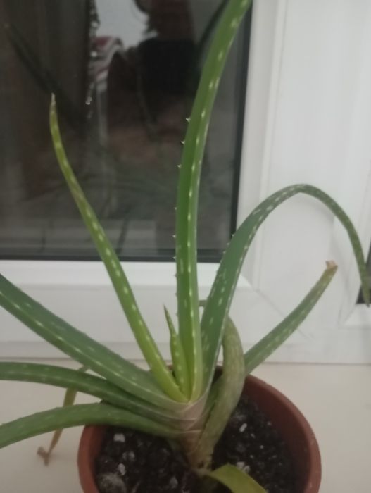 Продам отросток алоэ