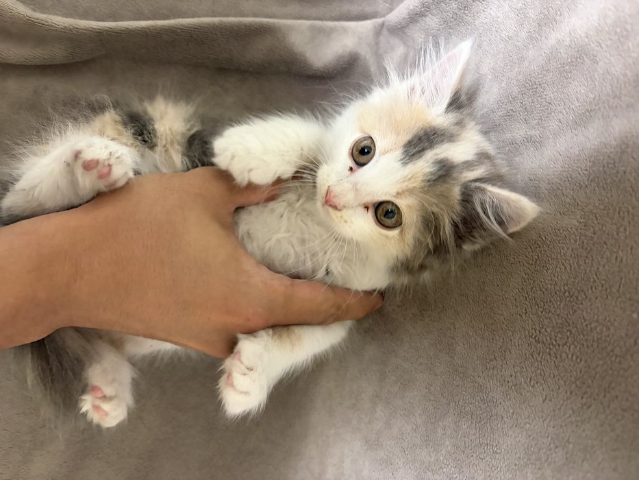 Отдам котят в хорошие руки