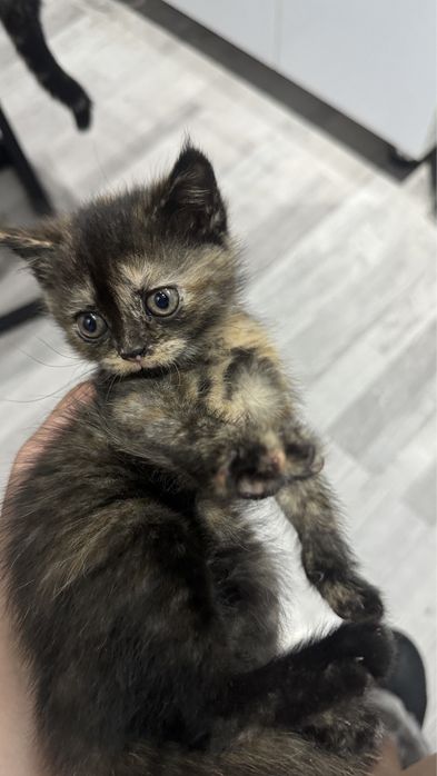 Скоттиш страйт,2-месячная девочка