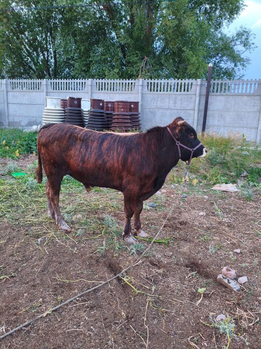 Продам бычка 2 года