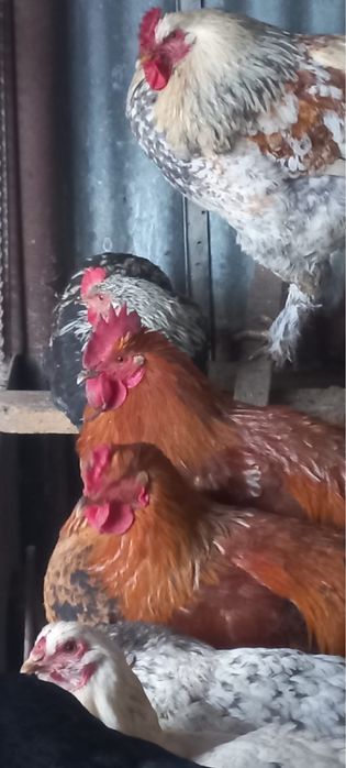 7 месячные петухи