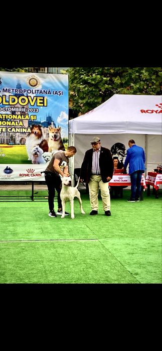 Mascul Dog Argentinian/Campion