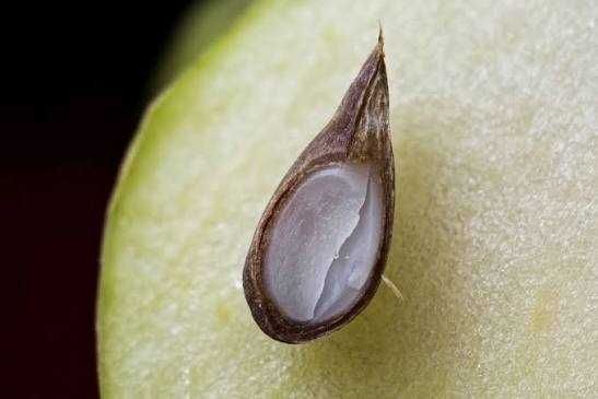 Косточки  яблока