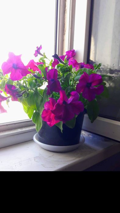 Продам Ампельную петунью в Астане
