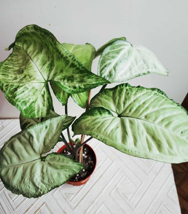 Сингониум Арроу  для дома и офиса