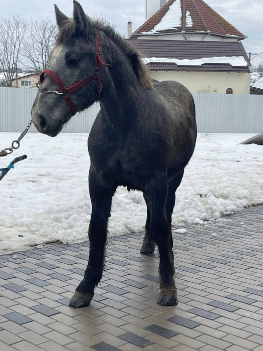 Vand 3 manji foarte buni