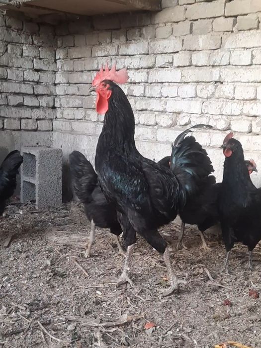 Qora shaxzoda tuxumlari