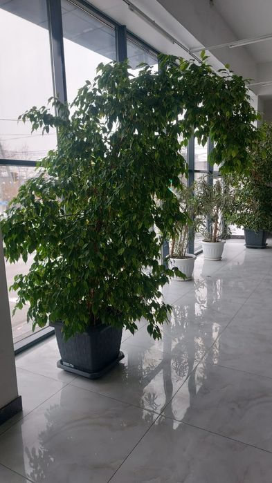 Через ватсап писать