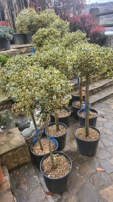 Vând plante ornamentale