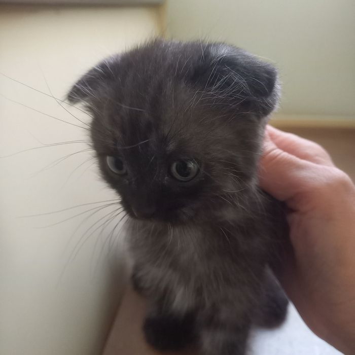 Вислоухие котята 1,5 мес мальчики и девочка