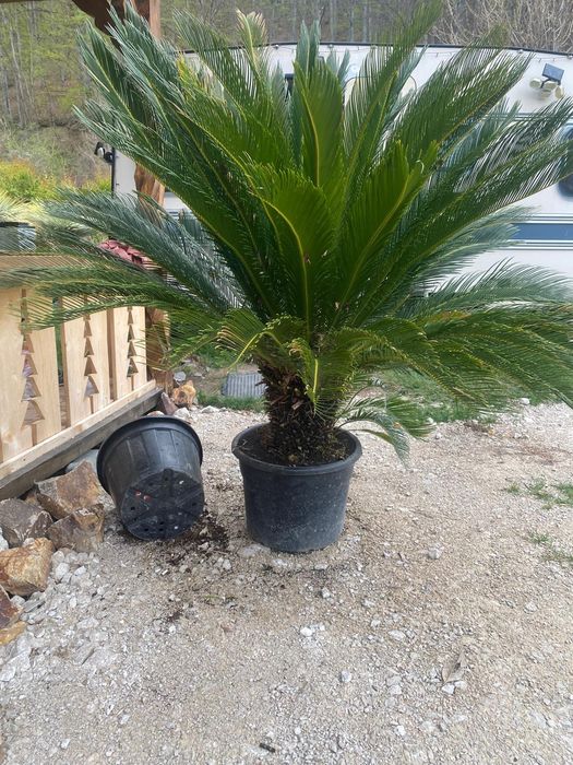 Palmieri , Maslini Plante exotice rezistente la frig