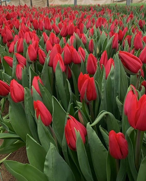 Тюльпаны ПРЕМИУМ КАЧЕСТВА. Предзаказ до 6 марта 700тг