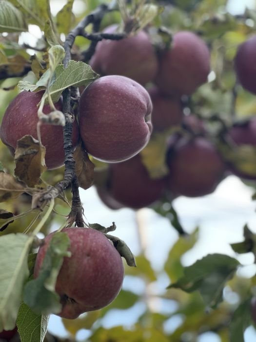 Домашний яблочный уксус