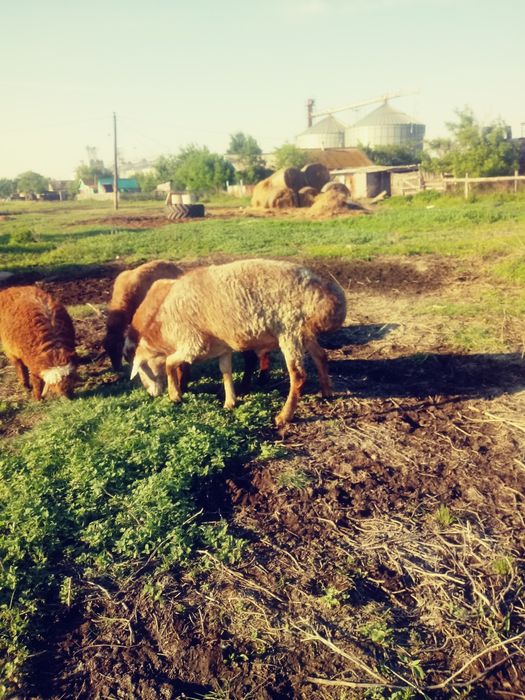 Продам кошкара на племя