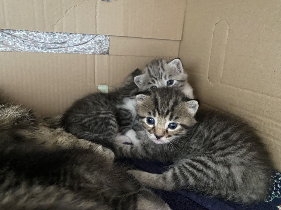 Отдам котят красивых и милых