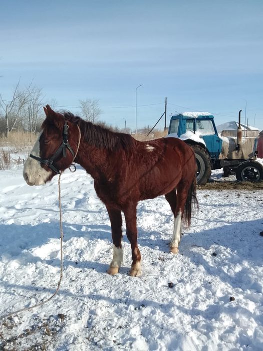Продам лошадь срочно