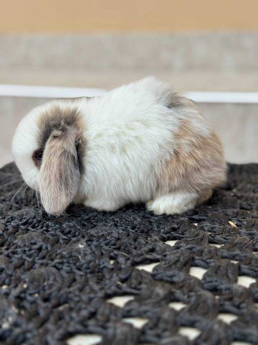 Quyon, Кроллик,Rebbit