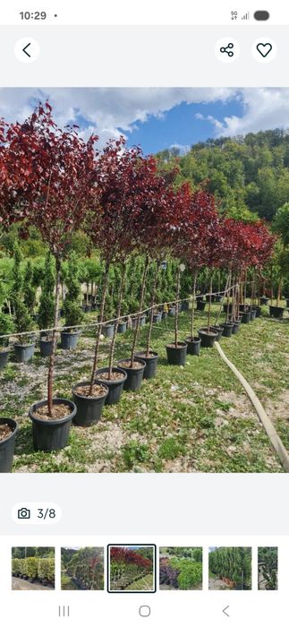 Prunus pisardi  tuia danica globular